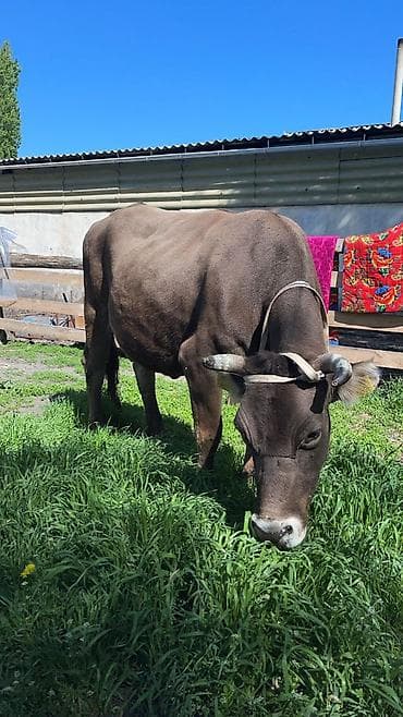 союш кой: Продаю | Корова (самка) | Алатауская, Швицкая | Для молока | Привязанные — 2