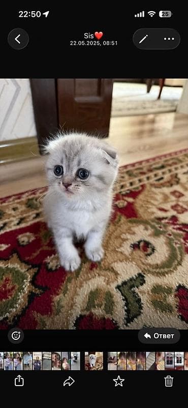 ош коты: Шотландский вислоухий котёнок (Scottish Fold) 2 мальчика, 1 девочка - — 1