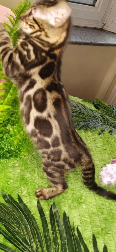 новорожденные котята: Друзья !!! питомник Бен Гла Мур с радостью предлагает новый помет. от — 13