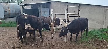 обезьяна живой: Продаю | Корова (самка), Тёлка, Музоо, торпок | Ангус, Абердин-ангус | На откорм, Для разведения, Для молока | Стельные — 1