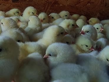 мел для животных: Продаю | Цыплята | На забой — 2