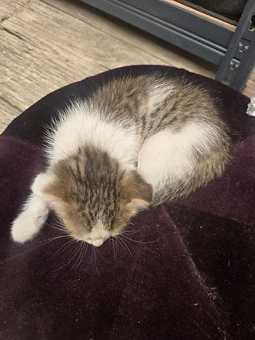 scottish fold: Котёнок, окрас табби с белым. - Полосато-белая шёрстка: спинка и — 2