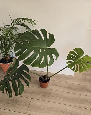 сингониумы: Сциндапсусы,сансевиерии ва, сингониум Ред спот,сингиниум пинк бьюти — 7