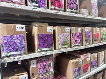 Дрова: Луковицы цветка: Лилейники — 10