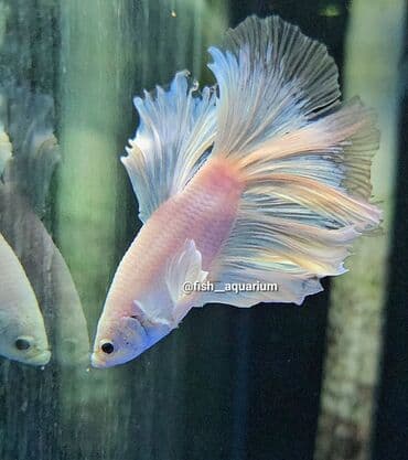 Балыктар: Уточняйте наличие. Шикарные самцы петушки! Цены разные. Рыбка — 5