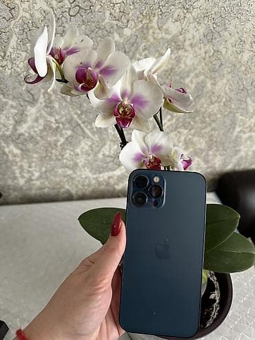 galaxy buds 2 pro бишкек: IPhone 12 Pro Max, 256 ГБ, Pacific Blue, Коргоочу айнек, Каптама, Кабель, 75 % — 1