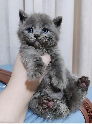 голубая шотландская кошка: Продаётся чистокровный шотландский котёнок — 5