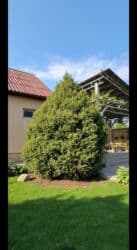 павлония деревья: Продам ёлку. Продам шикарную пышную высокую красивую ёлку. Можно на — 1