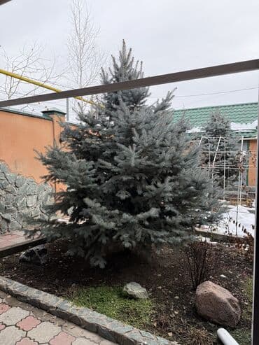 Садовая мебель: Саженцы деревьев: Ели, Самовывоз — 3