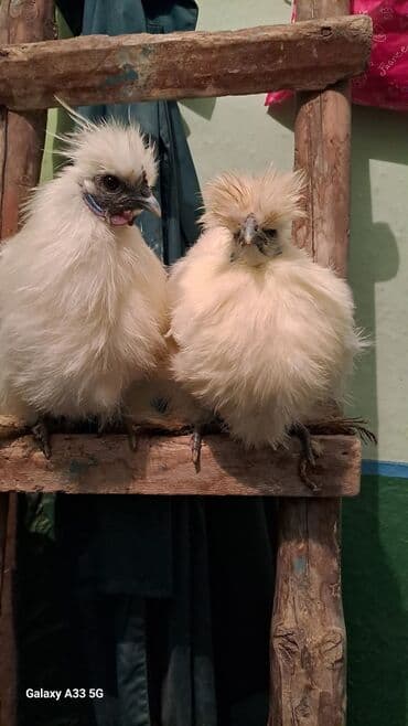 Ветеринар кызматы: Сатам | Тооктор, Короздор — 4