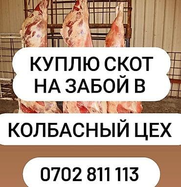 Сатып алам | Уйлар, букалар, Жылкылар, аттар