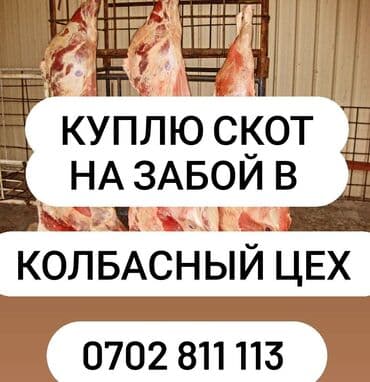 кремация животных бишкек: Сатып алам | Уйлар, букалар, Жылкылар, аттар — 1