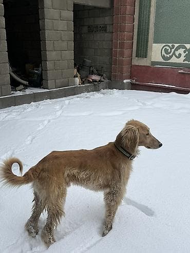 Афганская борзая (салюки тип) — элегантная собака с длинными