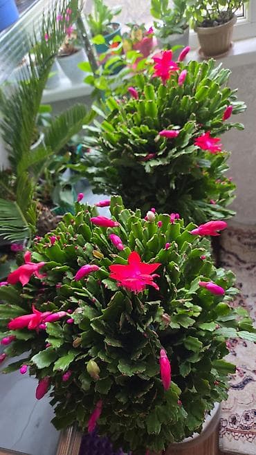 Зигокактус (рождественник, шлюмбергера) штамбовой формы в горшке. -