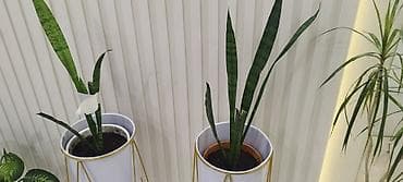 Драцены и Сансевиерии: Сансевиерия (Sansevieria, «щучий хвост»), комнатное растение в горшке — 5