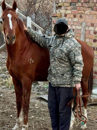 ат жаныбар: Сатам | Байтал | Англиялык | Ат спорту | Асыл тукумдуу — 9