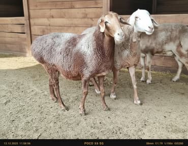 кошка токмок: Сатам | Ургаачы кой (ургаачы) | Арашан | Көбөйтүү үчүн | Ургаачы — 1