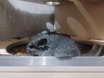 чилийская белка дегу: Продаю шиншиллу он ручной — 4