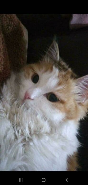 объявления о найденных животных: Жоголгон : Породасыз, Ургаачы, Биколор — 2