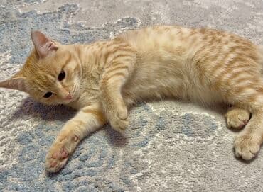 carters для мальчика: Рыжий полосатый котёнок - Окрас: тёплый абрикосовый/рыжий табби с — 1