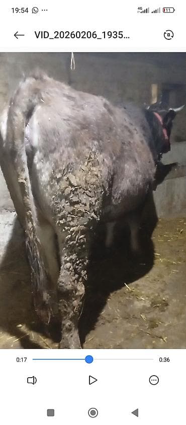 Продаю | Корова (самка) | Для молока | Привязанные