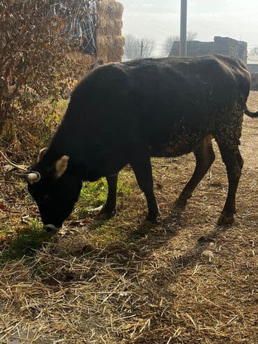 продаю породистых коров: Продаю | Корова (самка) | Для молока | Привязанные — 11