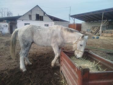продаю в связи с переездом: Продаю | Жеребец | Рабочий — 1