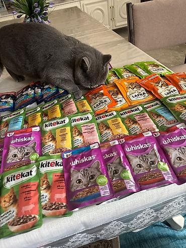 Вязка кошек: Вязка: Скотиш Страйт (Шотландская прямоухая), Мальчик, 1 год, С документами, С прививками, Серый — 4