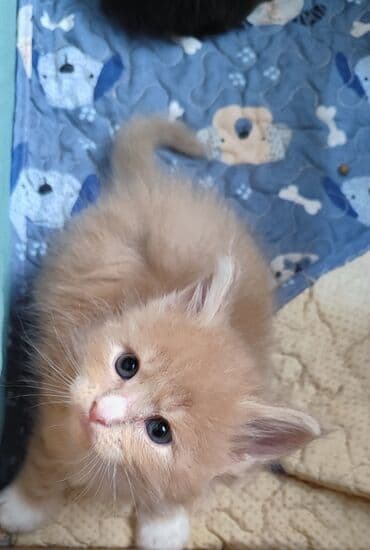 купить кошку в бишкеке: ( фотографии родные Не с интернета и не искусственный — 2