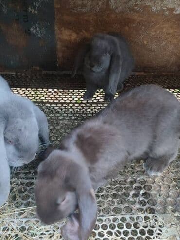коен: Кролики породы Французский баран чистопородные. Всё пропоенные и — 3