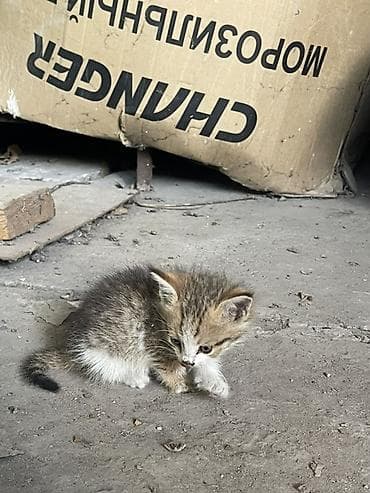 Мышыктар: Котята в хорошие руки! Бесплатно! Идеальны как домашние любимцы или — 2