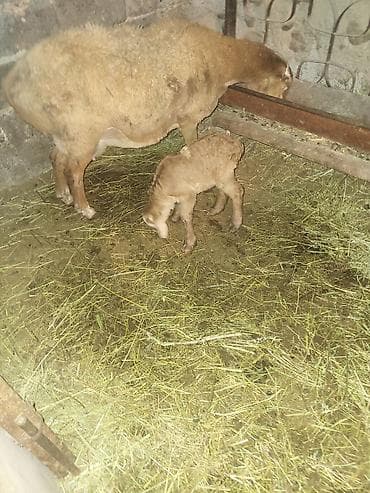 продаю бычки герофорды: Продаю | Овца (самка) | Гиссарская, Эдильбаевская, Арашан | Для разведения | Матка — 3