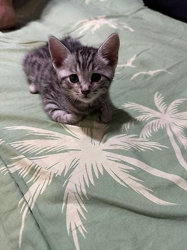 сиямские котята: Бенгальская, 1 месяц, Девочка — 1