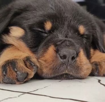 сколько стоит порода хаски: Щенки ротвейлера - Порода: ротвейлер (классический чёрно‑подпалый — 3