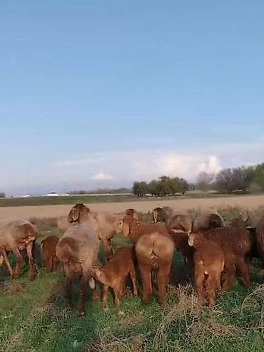 Койчу керек кой кайтарганга. 150 баш кой бар. Токтогулга