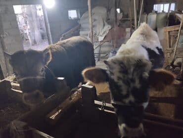 продажа домашних животных: Продаю | Бык (самец) — 1