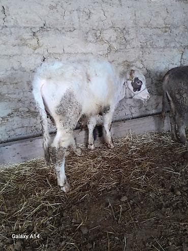 Ритуальные услуги: Продаю | Музоо, торпок | На откорм — 4