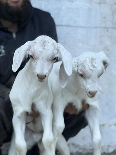 хомяки токмок: Сатам | Улак | Көбөйтүү үчүн — 4