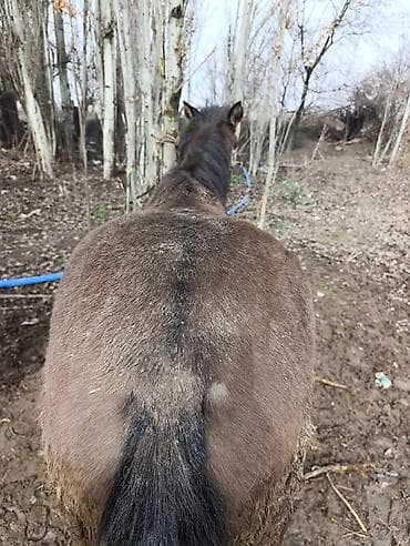 номер приюта для животных бишкек: Продаю | Конь (самец) | Рабочий — 2