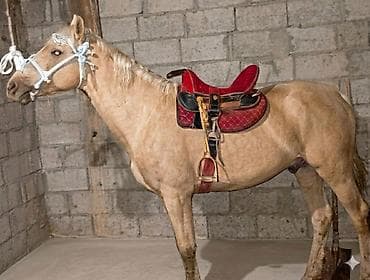 А/ч жаныбарларын сатам: Сатам | Байтал | Ат спорту — 1