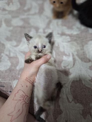 Мышыктар: Отдам котят в добрые руки, у туалету приучены. обращаться по телефону — 1