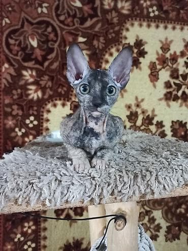 кошка шатланский: 🐾🐈‍⬛ Котята донского сфинкса готовы переехать в любящую семью. Два — 8