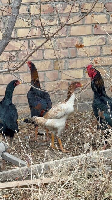 дойный корова: Продаю | Петух | Дакан | Для разведения — 8