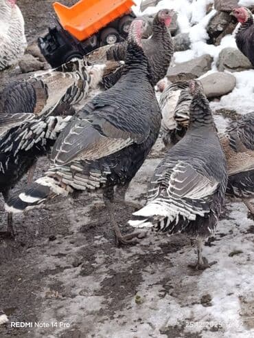 Ветеринар кызматы: Сатам | Эркек күрп | Аргын | Союуга | Асыл тукумдуу — 9