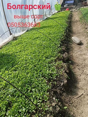 Рассада сладкого болгарского перца — высший сорт. - Тепличное — 1