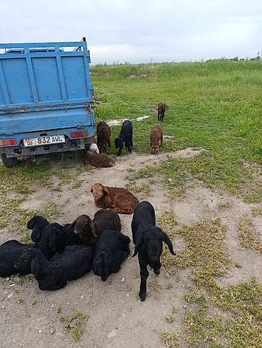 козу: Продаю | Ягненок | Для разведения — 2