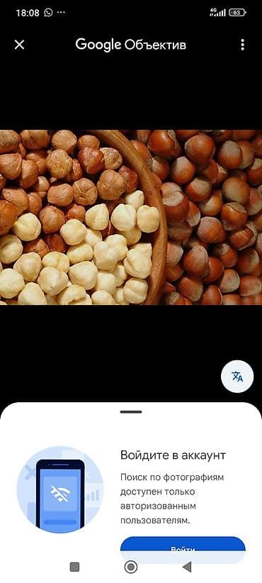 орех на корню: Саженцы фундука (лесной орех– - Порода: фундук (лесной орех). - — 4