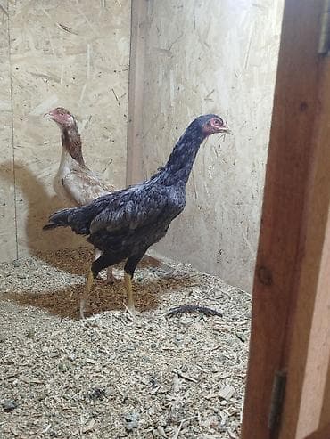 срочно в связи с переездом: Дакан мекиштер сатылат активный алмашу жолдору бар адрес Заря Тынчтык — 7