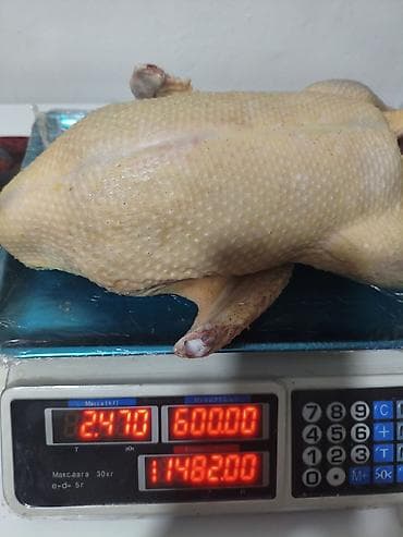 Животные: В продаже -тушки утки Мулард, в наличии и на заказ,свежие — 2