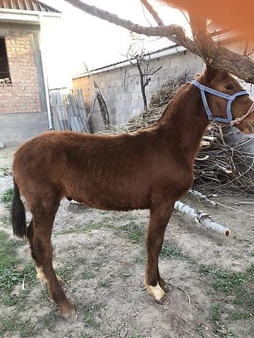 полукров тай: Продаю | Жеребец | Полукровка — 2